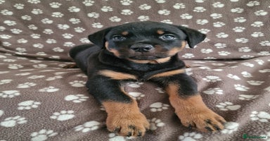 Rottweiler dogs - Advert 12