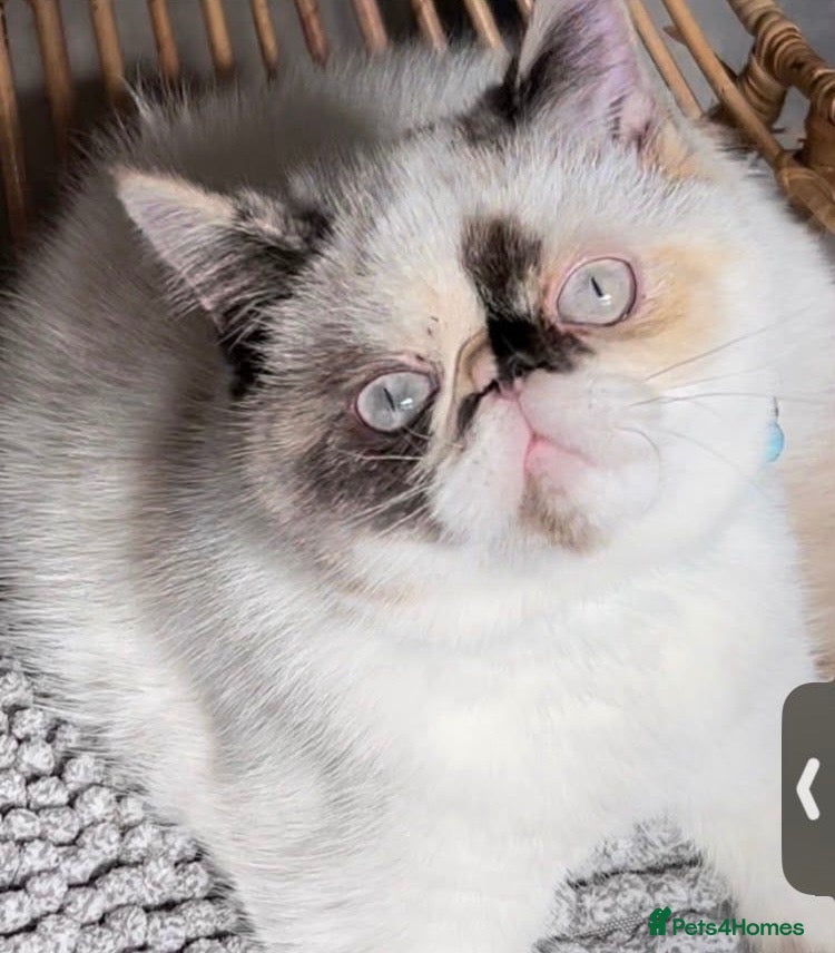 Exotic cats Exotic Persian male kitten - Advert 6