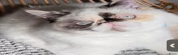 Exotic cats for sale: Exotic Persian male kitten - Advert 1