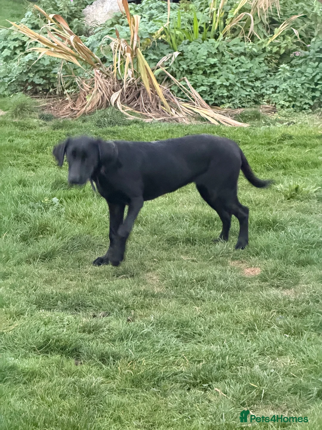 Labrador Retriever dogs for sale: BLACK FEMALE LABRADOR  - Advert 2