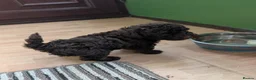 Toy Poodle dogs for sale: For sale Toy poodle puppies  - Advert 8