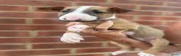 English Bull Terrier dogs for sale: ENGLISH BULL TERRIER PUPPYS - Advert 26