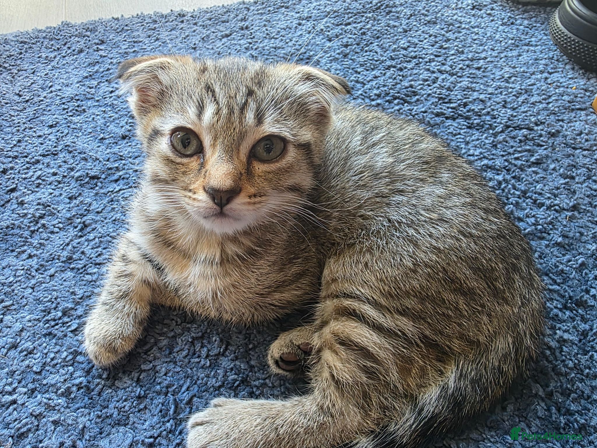 Scottish Fold cats *ONE LEFT,  READY NOW*  Cute Scottish Fold Kittens - Advert 7
