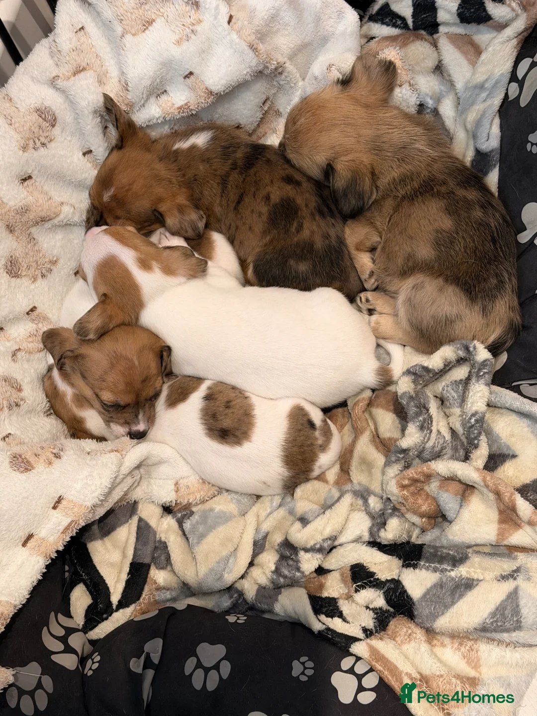 Mixed Breed dogs for sale: Jack chi x Lhasa apso pups  in Diss - Advert 1