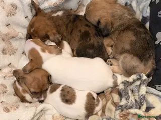 Mixed Breed dogs Jack chi x Lhasa apso pups - Advert 1