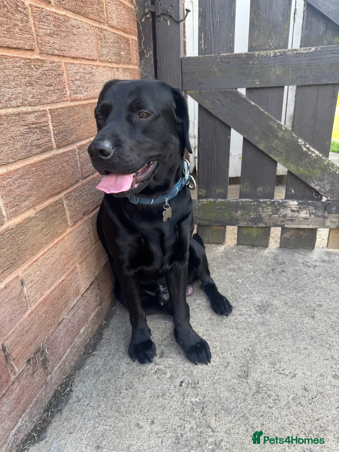 Chorkie dogs for sale: Male black lab 2 year old  - Advert 2