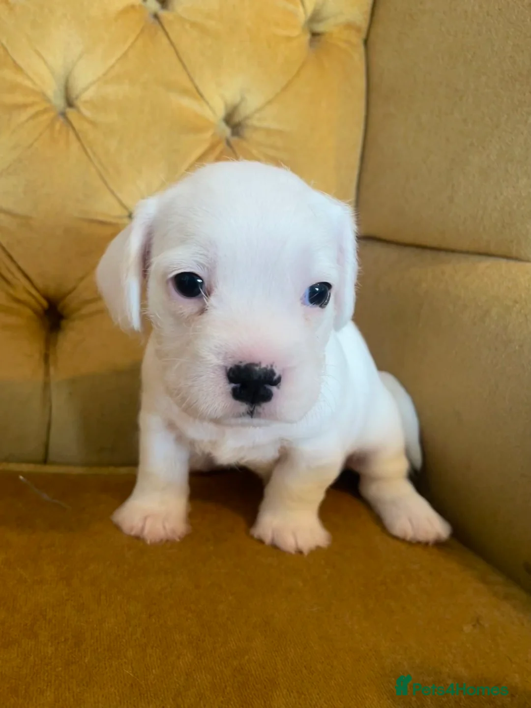 Mixed Breed dogs for sale: pugmation puppies in Chelmsford - Advert 2