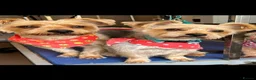 Yorkshire Terrier dogs for sale: Yorkshire terriers - Advert 4