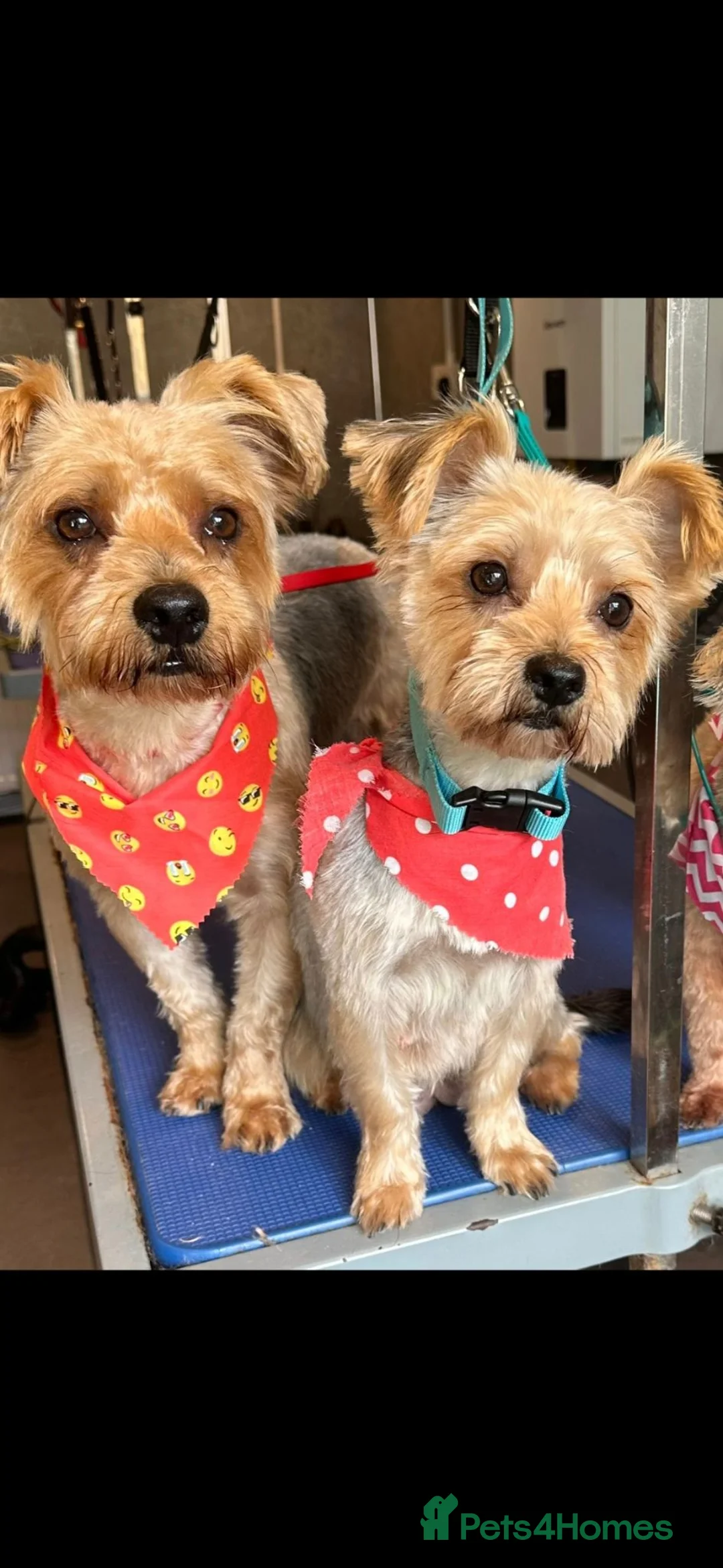 Yorkshire Terrier dogs for sale: Yorkshire terriers - Advert 4