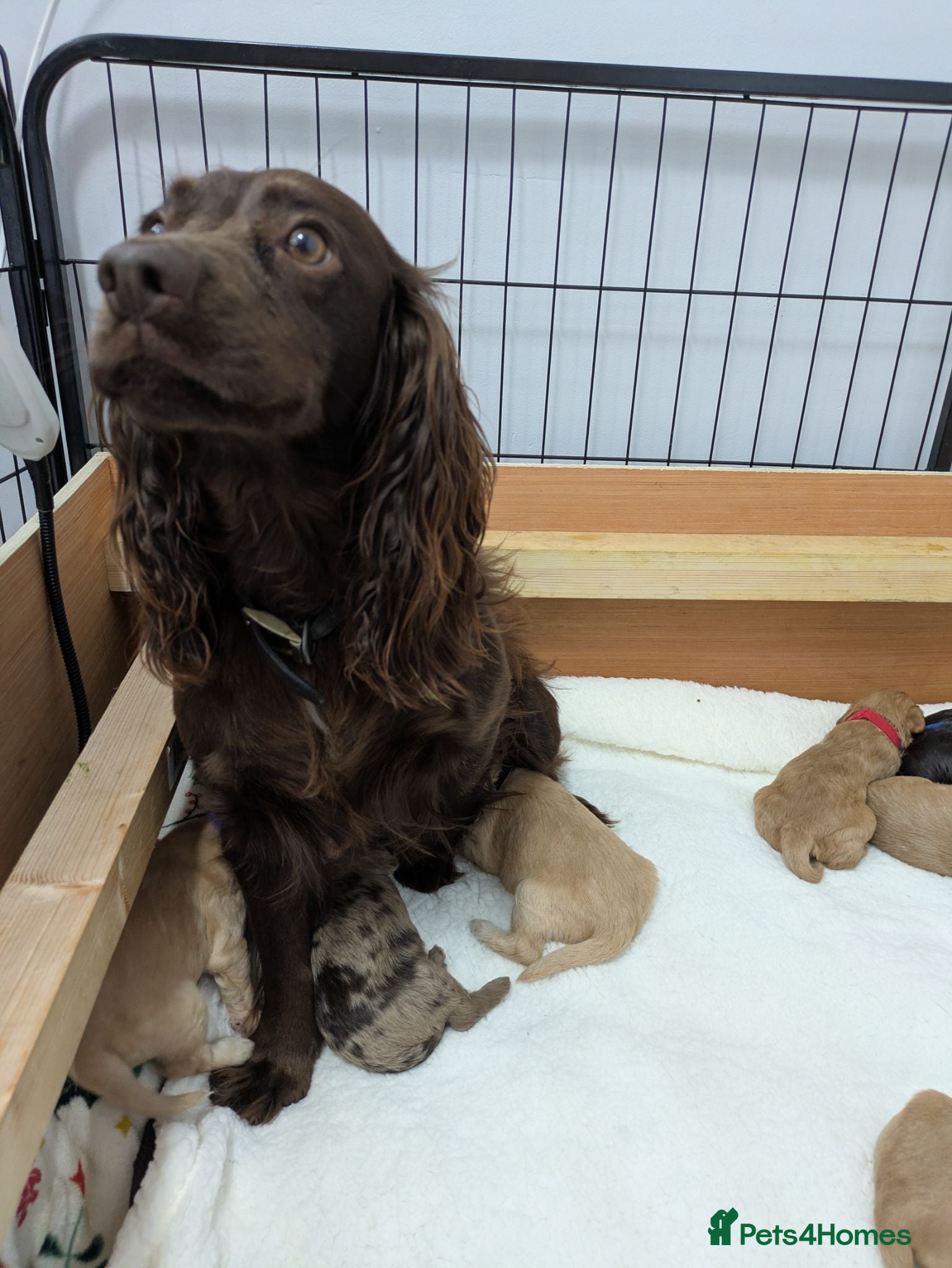 Cockapoo dogs GORGEOUS F1 COCKAPOOS  - Advert 1