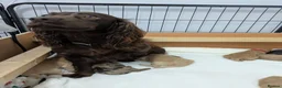 Cockapoo dogs for sale: GORGEOUS F1 COCKAPOOS  - Advert 1