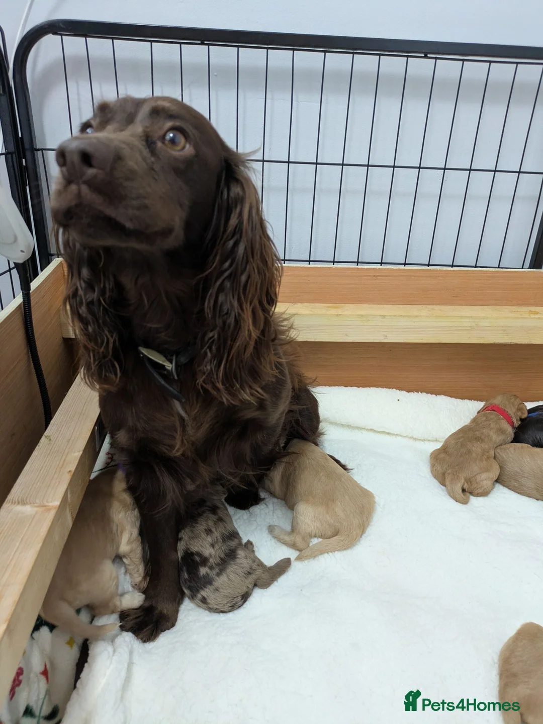 Cockapoo dogs for sale: GORGEOUS F1 COCKAPOOS  - Advert 1