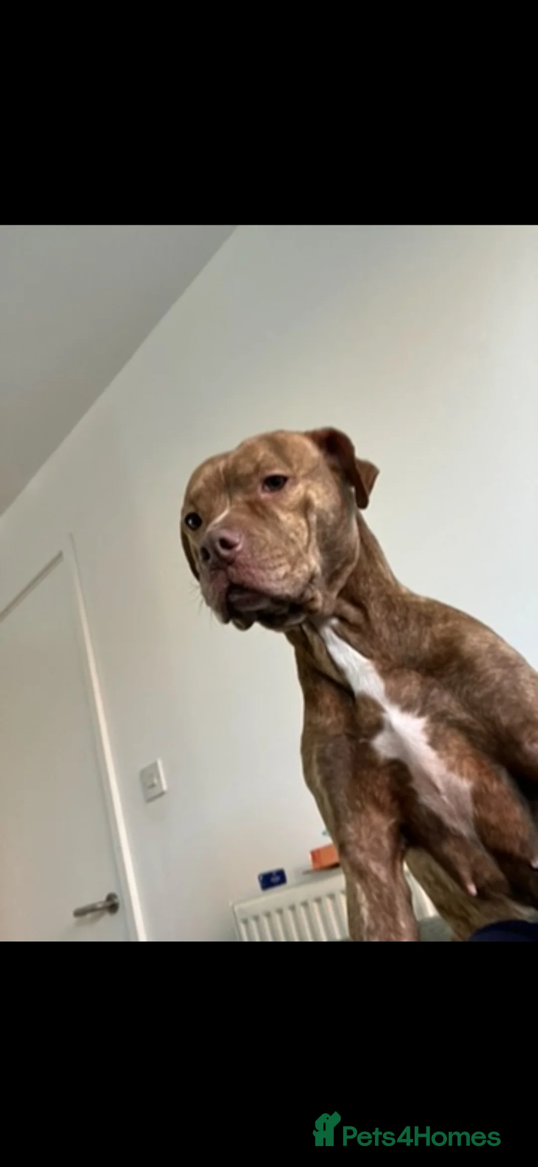 Mixed Breed dogs for sale: Starlight - Advert 4