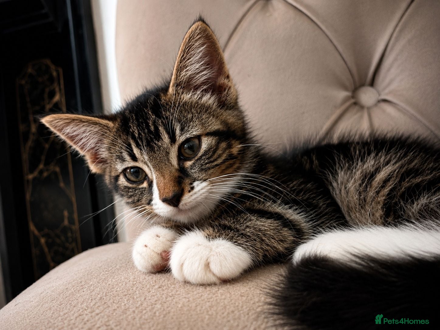 Mixed Breed cats Mum & kittens  - Advert 11