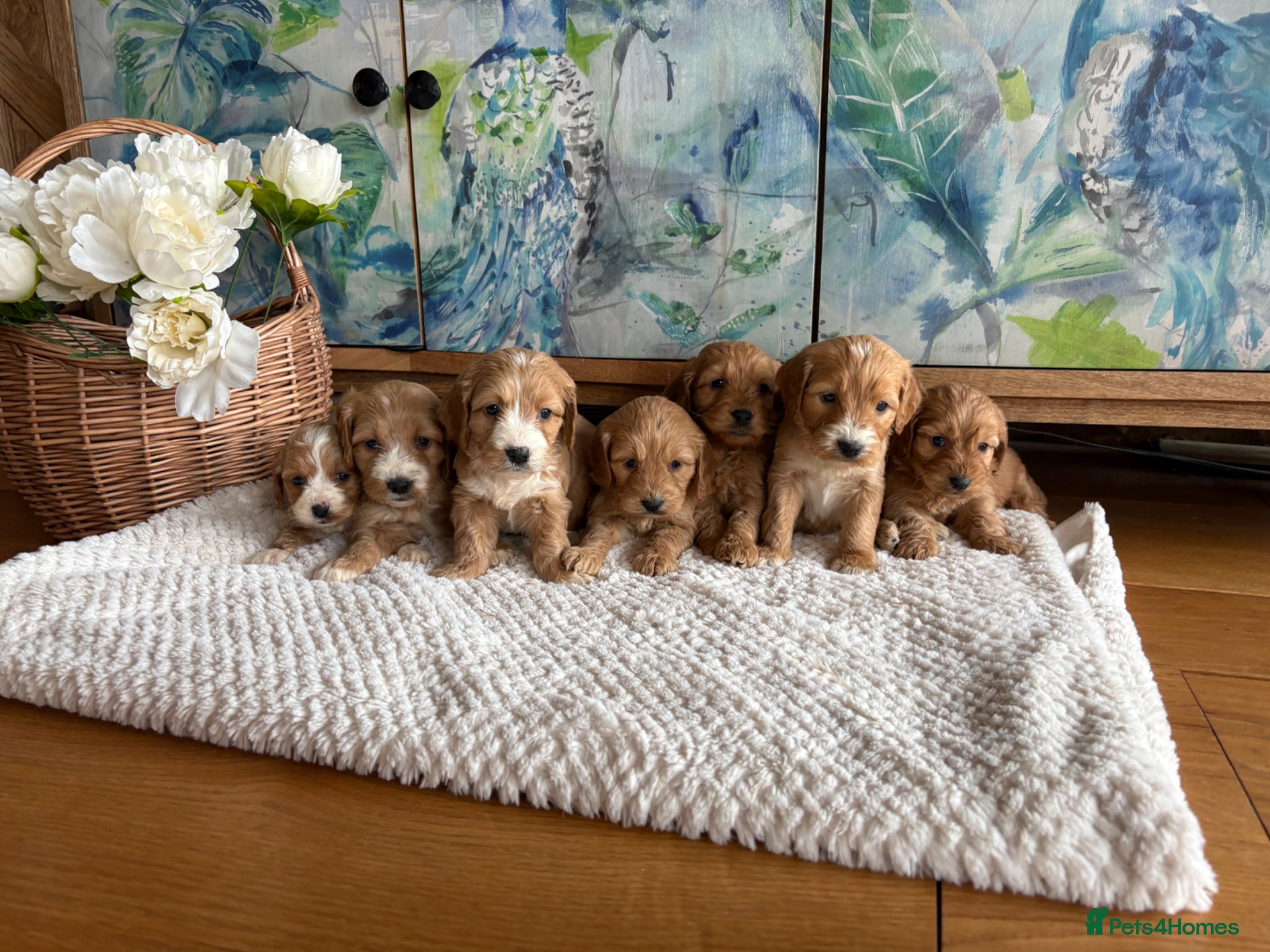 Cockapoo dogs Cockapoo F1 show type pups, PRIZEWINNING LINES  - Advert 1