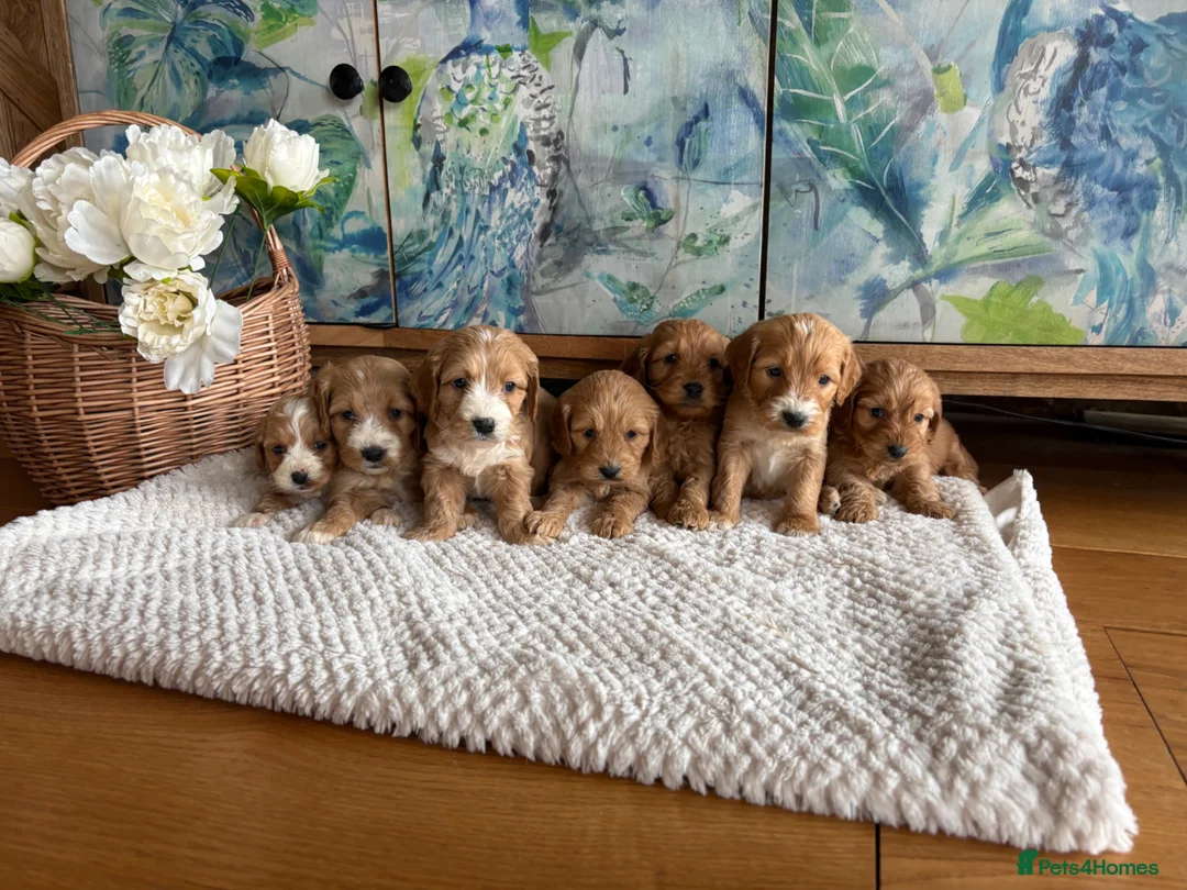 Cockapoo dogs for sale: Cockapoo F1 show type pups, PRIZEWINNING LINES  in Wellington - Advert 5