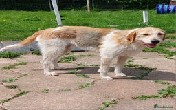 Foxhound dogs for sale: Welsh Foxhound  - Image 3