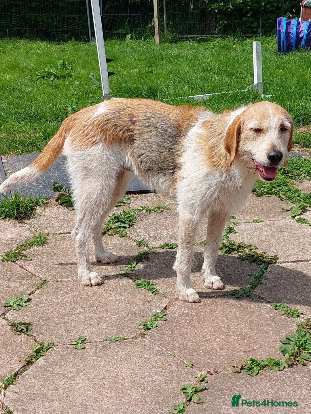 Foxhound dogs for sale: Welsh Foxhound  - Image 3