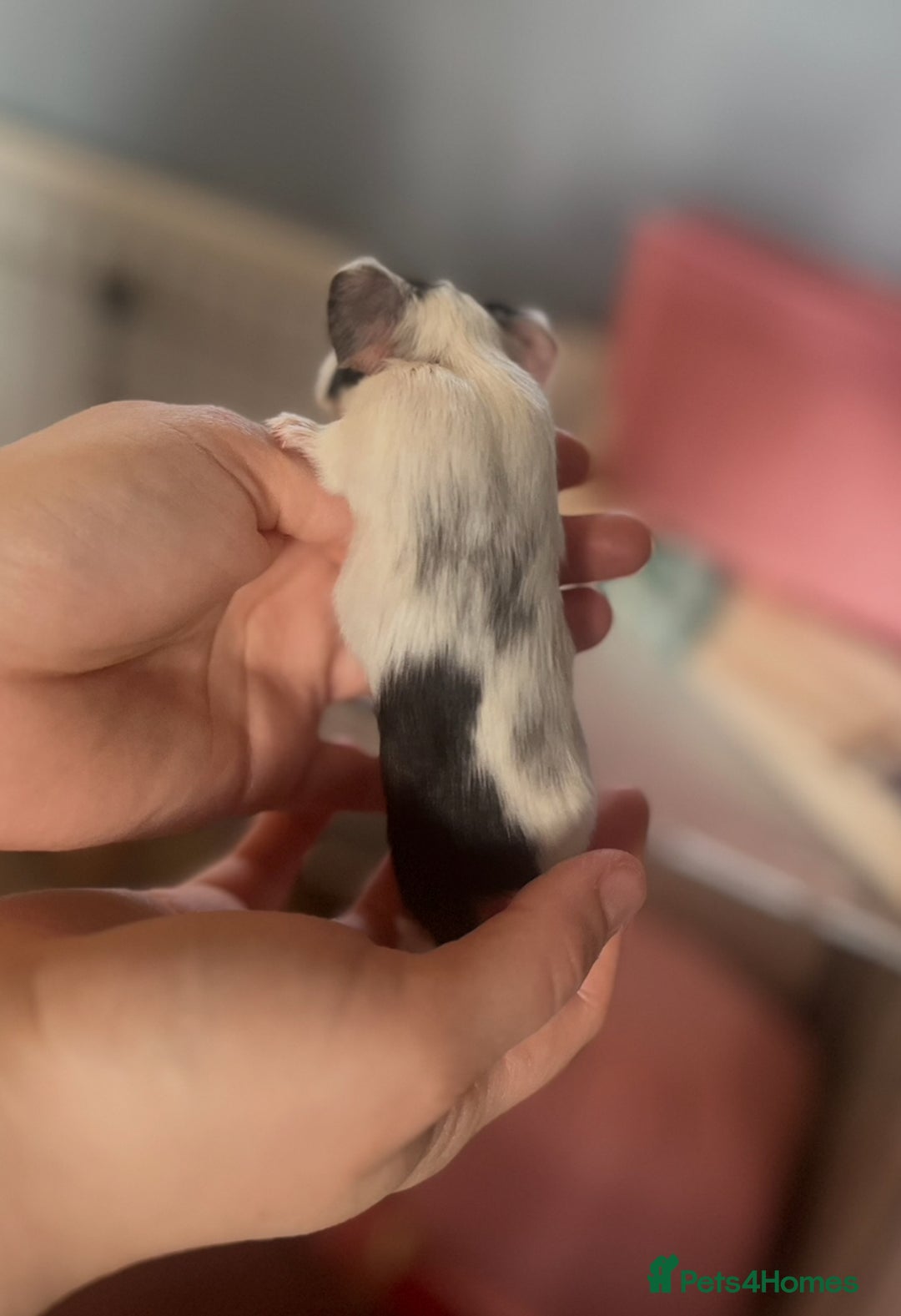 Guinea Pig rodents for sale: Male guinea pigs x3 - Advert 4