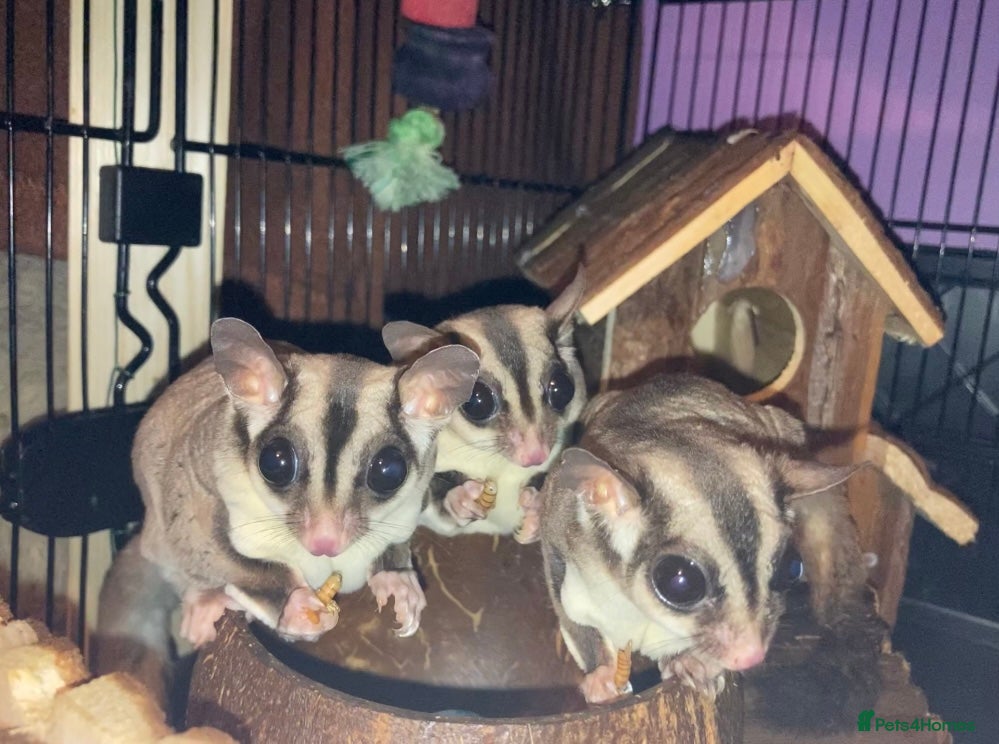Sugar Glider rodents 3 female sugar gliders and set up - Advert 1