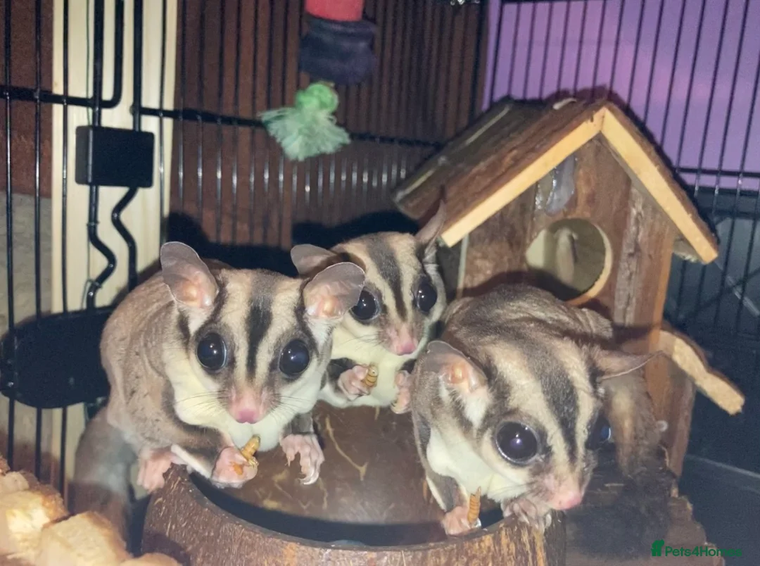 Sugar Glider rodents for sale: 3 female sugar gliders and set up - Advert 1