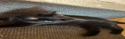 British Shorthair cats for sale: 3 British short hairs in Accrington - Advert 4
