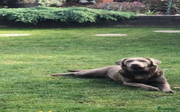 Labrador Retriever dogs for sale: Kc Silver & Charcoal Lab Puppies - Image 3