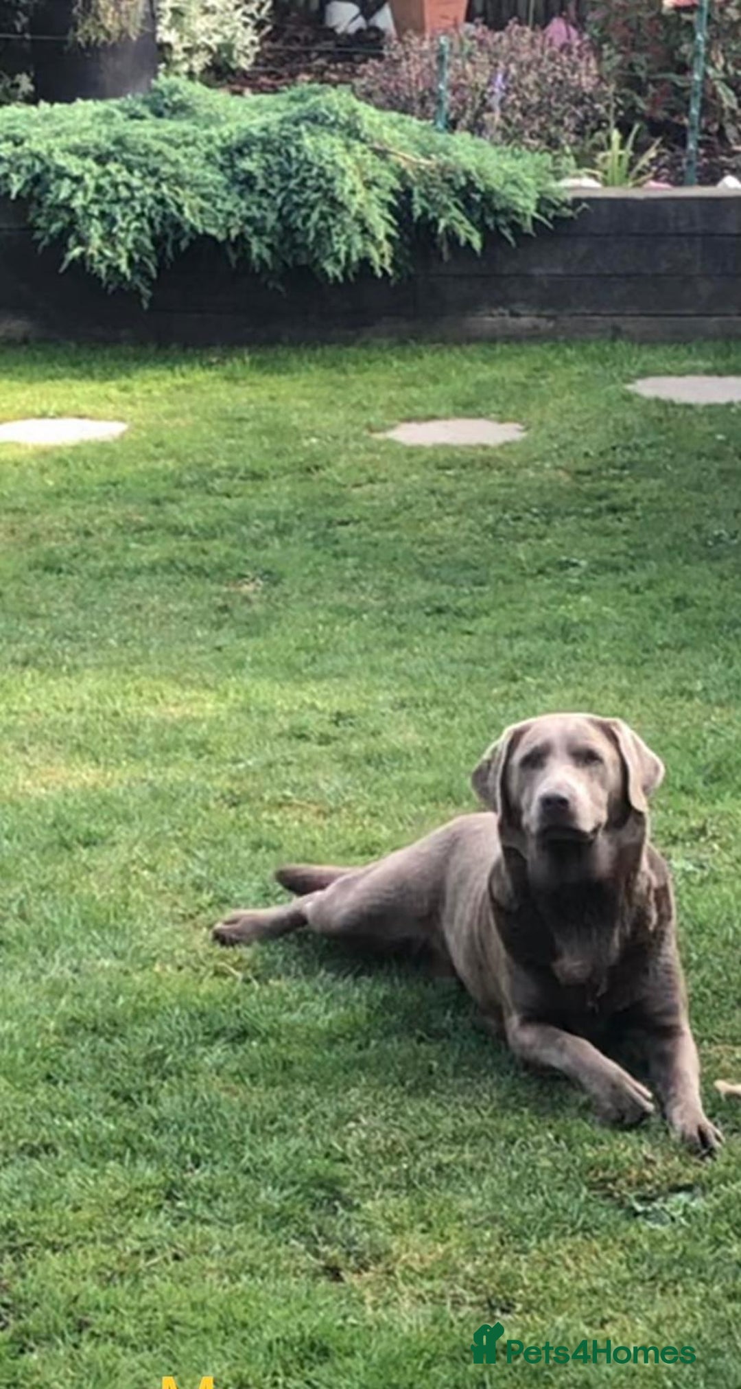 Labrador Retriever dogs for sale: Kc Silver & Charcoal Lab Puppies - Image 3