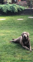 Labrador Retriever dogs - Advert 14