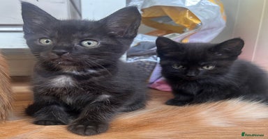 Maine Coon cats - Advert 2