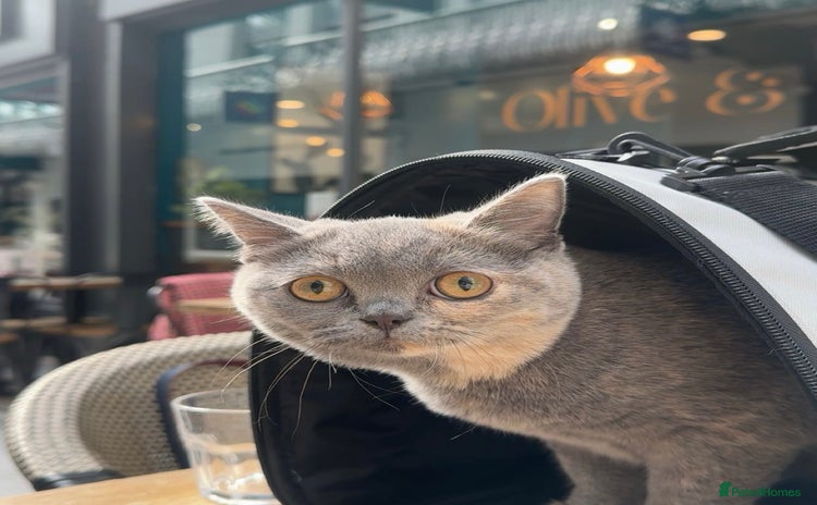 British Shorthair cats - Advert 6