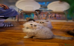 Persian cats for sale: Persian x british short hair  - Image 22