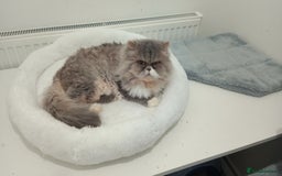 Persian cats for sale: Mother & daughter rehoming together pls - Image 10