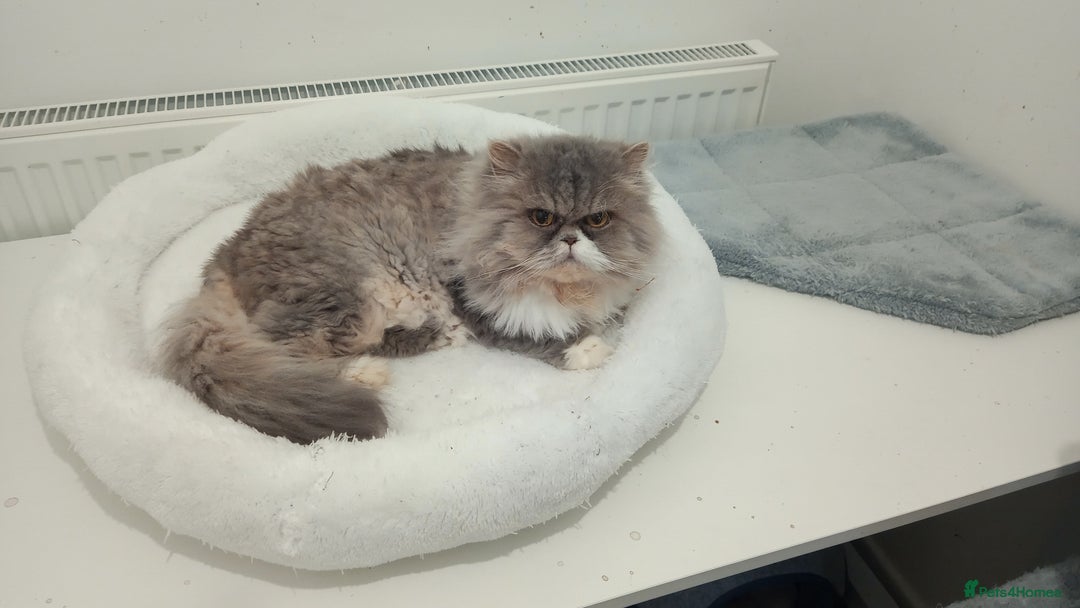 Persian cats for sale: Mother & daughter rehoming together pls - Image 10