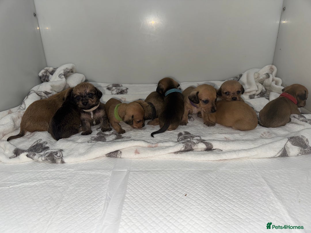 Mixed Breed dogs for sale: Dachshund x Maltese puppies  - Advert 8