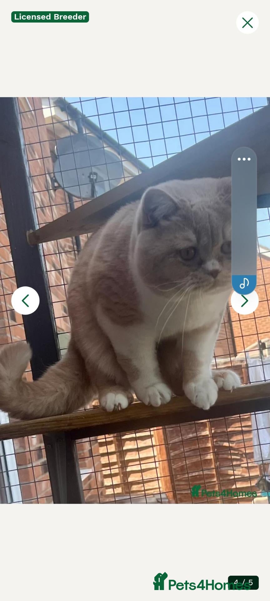 British Shorthair cats for sale: 💙READY NOW. GCCF REGISTERED💙 - Advert 2