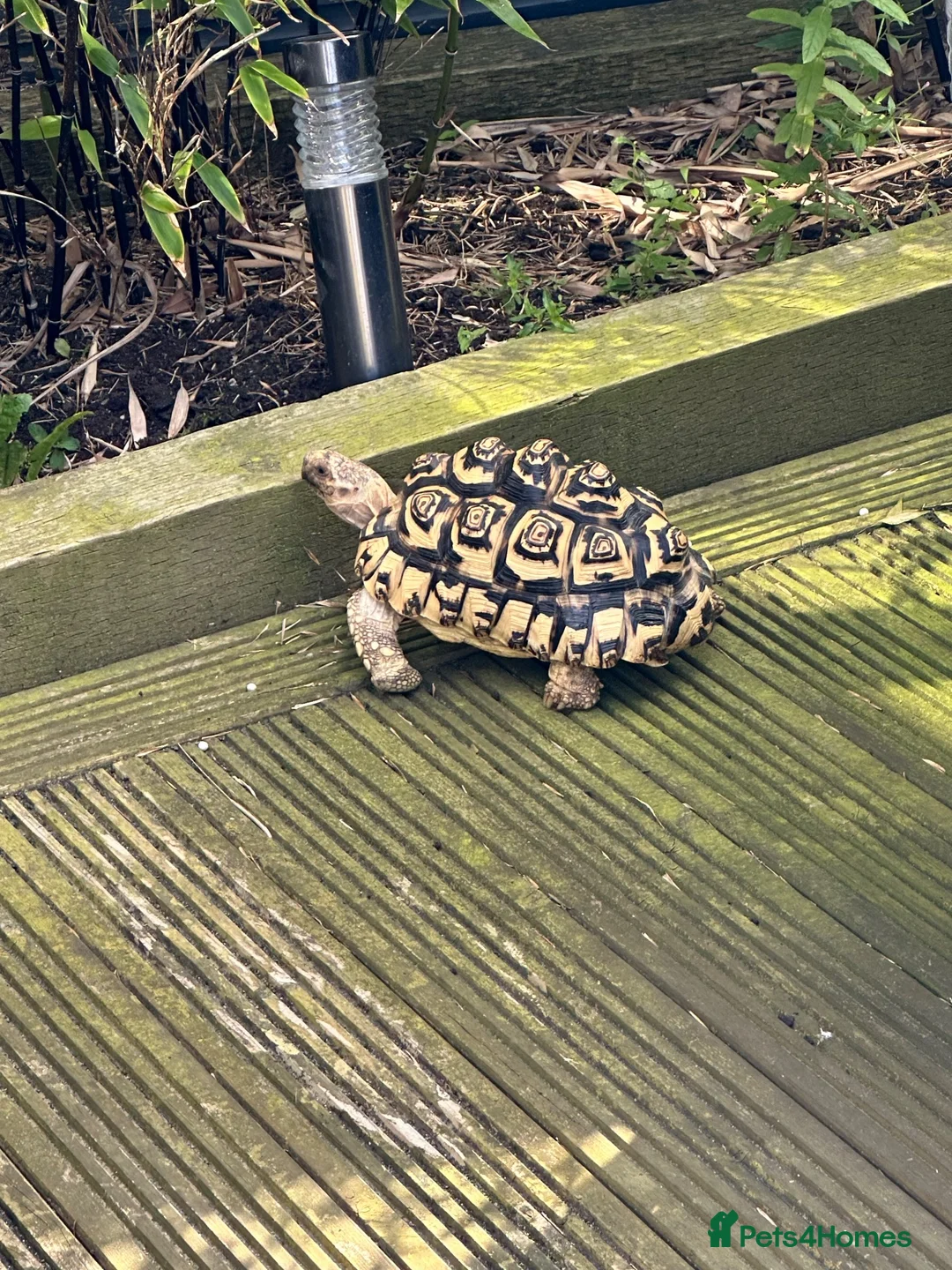 Tortoise reptiles for sale: Leopard tortoise  - Advert 3