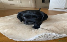 Cocker Spaniel dogs for sale: Kennel Club registered working cockers  - Image 26