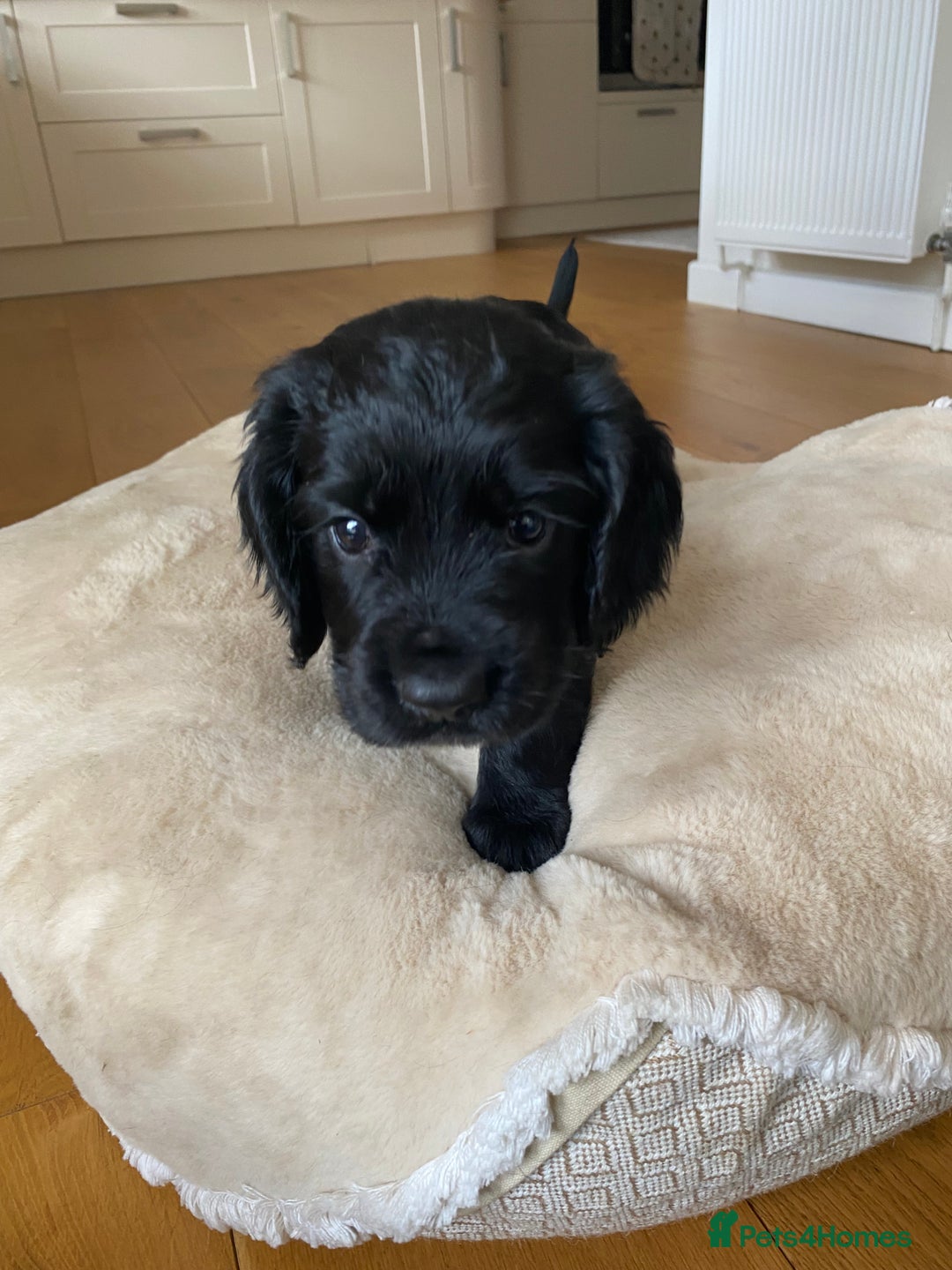 Cocker Spaniel dogs for sale: Kennel Club registered working cockers  - Image 26