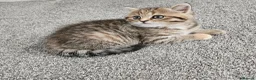 Scottish Fold cats for sale: Adorable Scottish Fold Straight Ear Tabby Kittens  - Advert 31