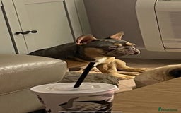 Pug dogs for stud: KC Reg Proven French Bulldog Lilac & Tan For Stud in Colchester - Image 3