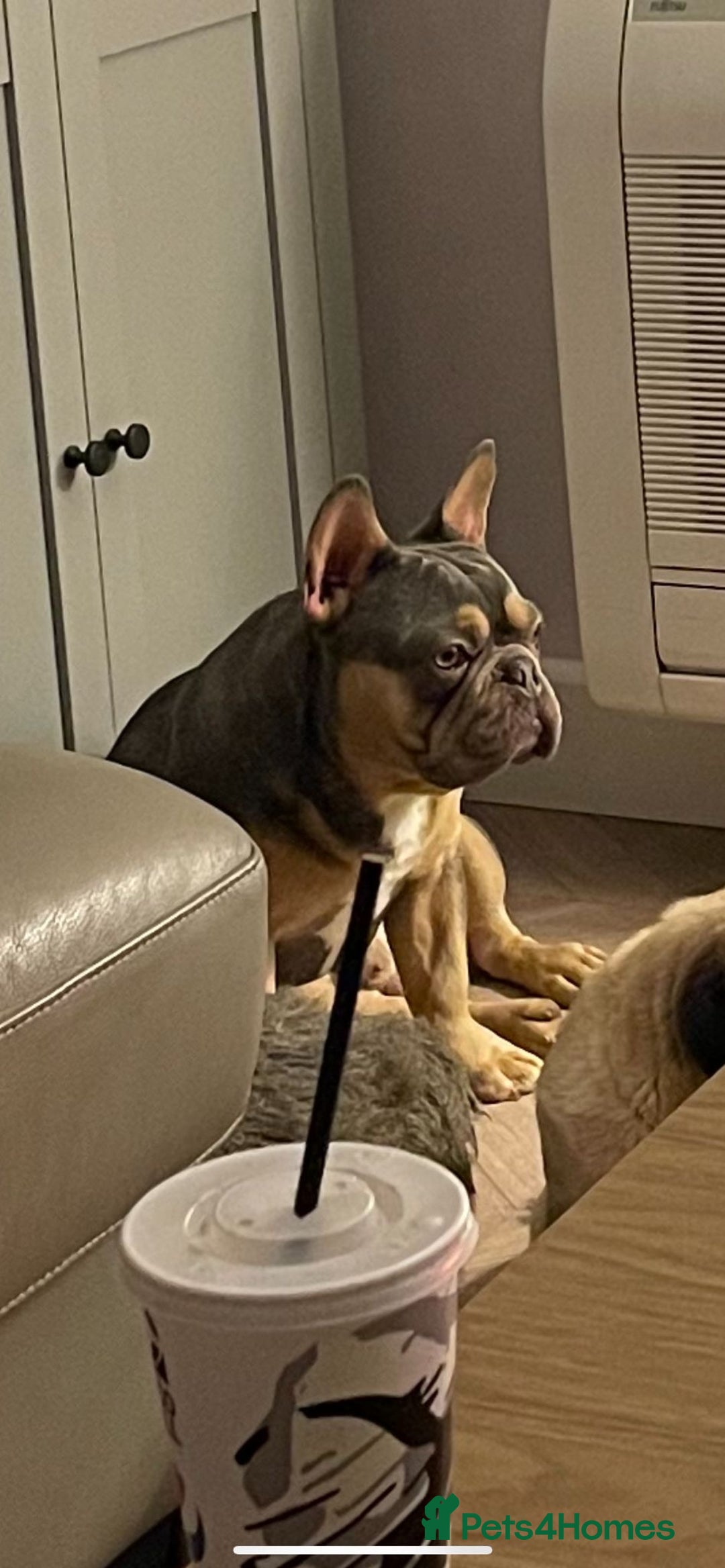 Pug dogs for stud: KC Reg Proven French Bulldog Lilac & Tan For Stud in Colchester - Image 3
