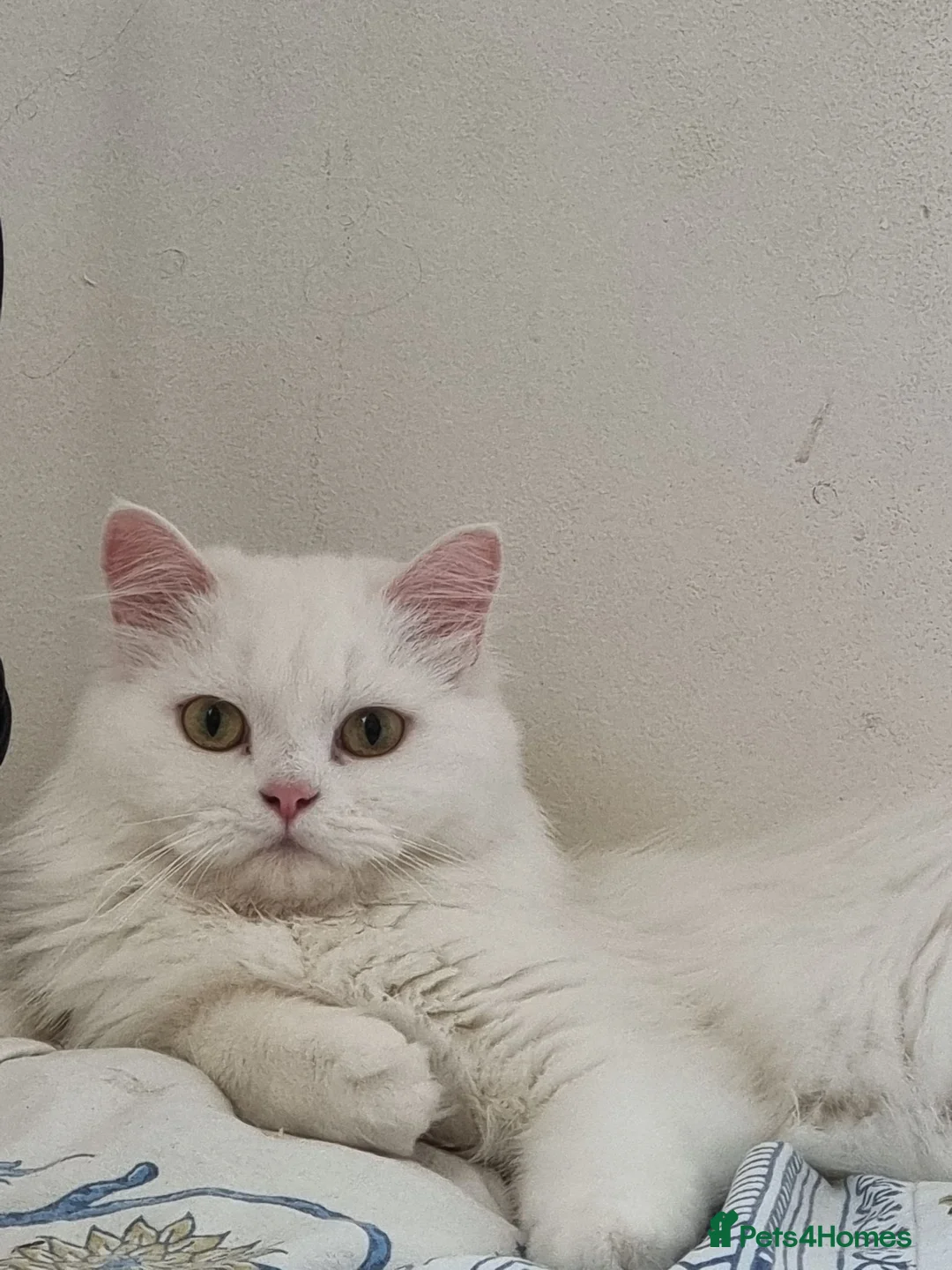 Siberian cats for sale: Pure Siberian kittens for sale in Hounslow - Advert 5