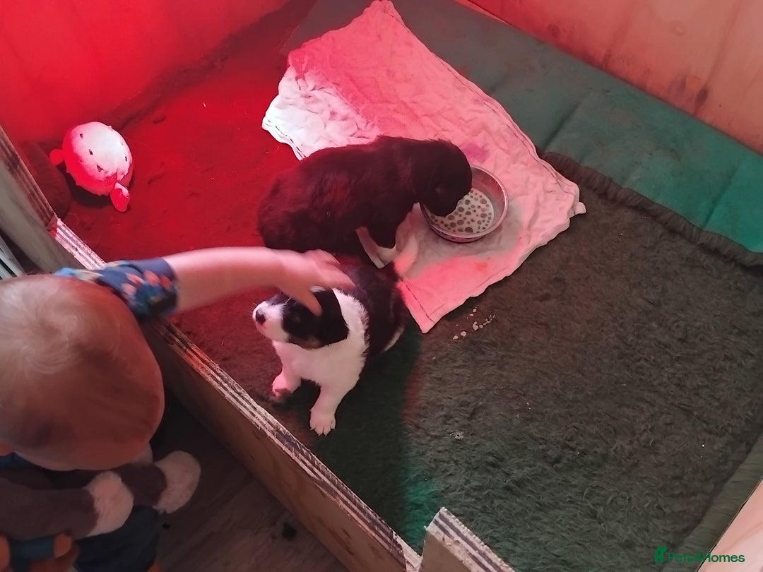 Border Collie dogs for sale: Border Collie 3/4 Kelpie 1/4 puppies - Image 8