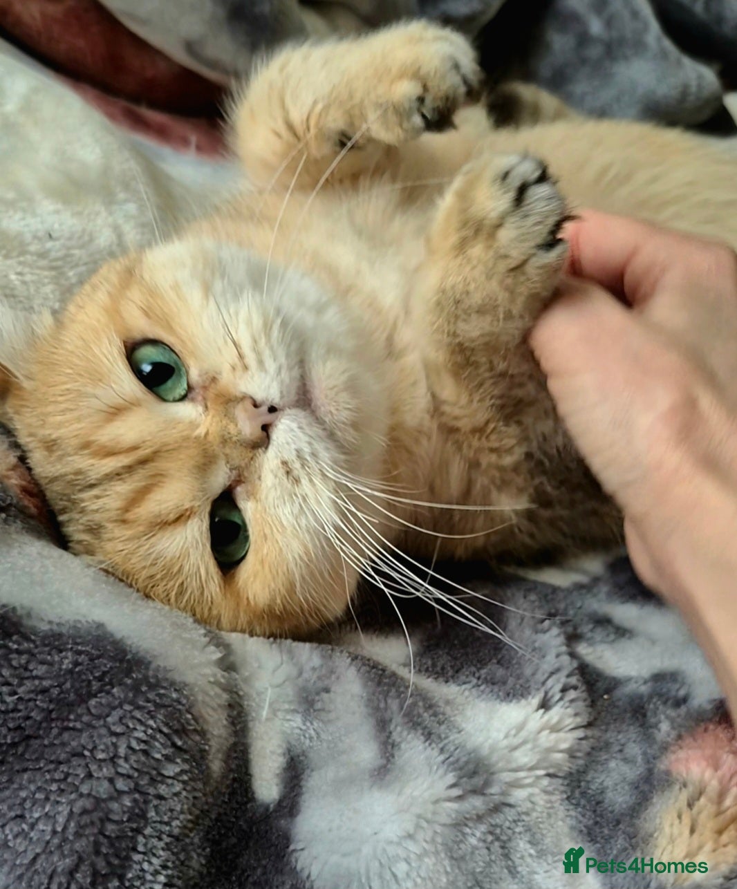 British Shorthair cats ✨  Gorgeous Retired Queen  ✨ - Advert 17