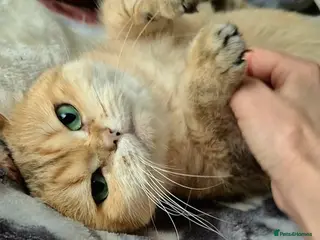 British Shorthair cats ✨ Gorgeous Retired Queen ✨ - Advert 17