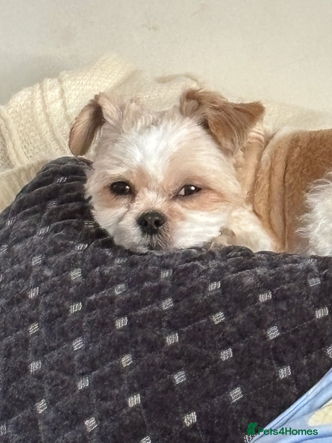 Mixed Breed dogs for stud: Chi Shi Shi tzu * Chihuahua  - Image 1