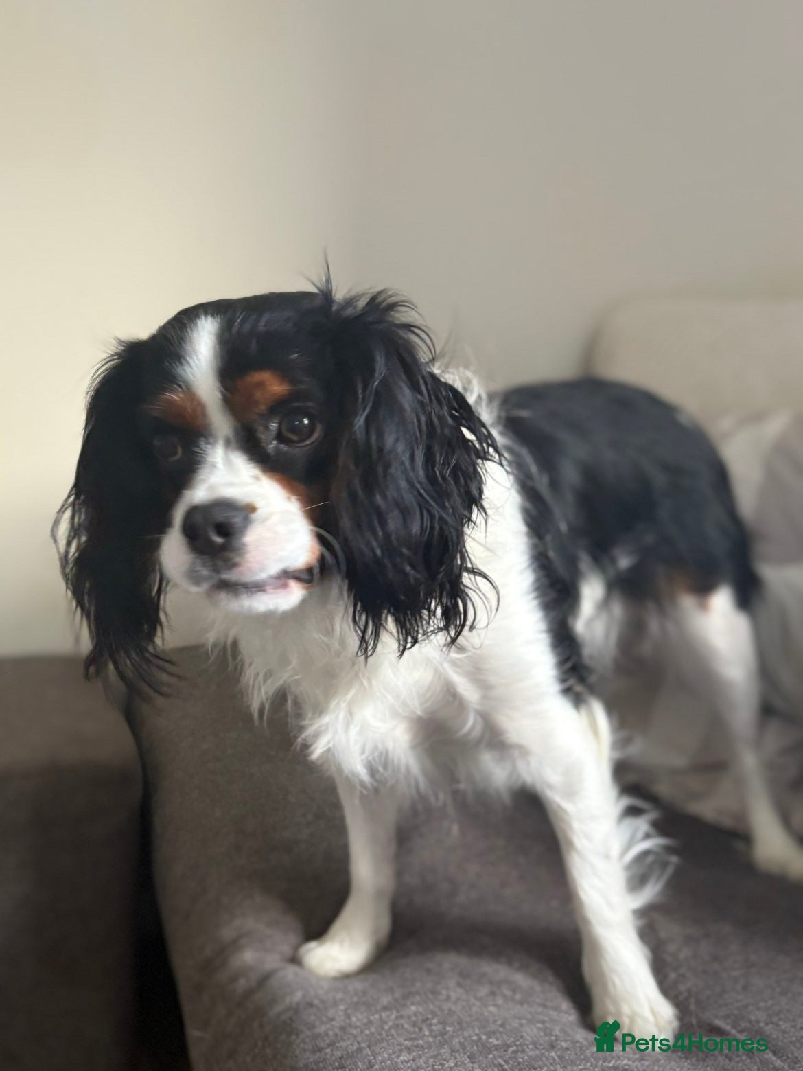 Cavalier King Charles Spaniel dogs Cavalier king charles spaniel for sale  - Advert 1