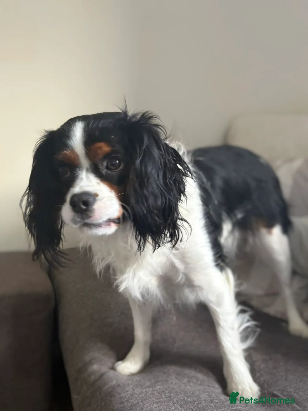 Cavalier King Charles Spaniel dogs for sale: Cavalier king charles spaniel for sale  in Stowmarket - Advert 1