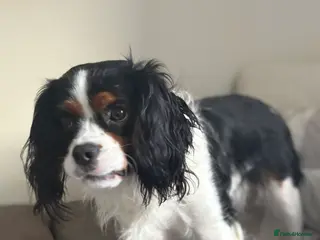 Cavalier King Charles Spaniel dogs Cavalier king charles spaniel for sale - Advert 1